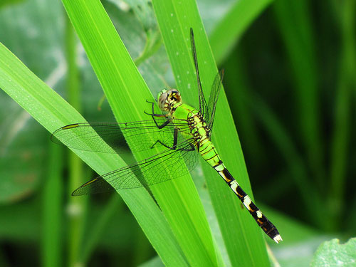 A fly on a leaf  